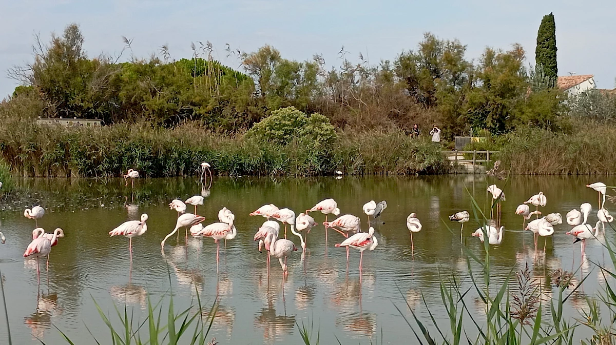 La réserve du Pont de Gau